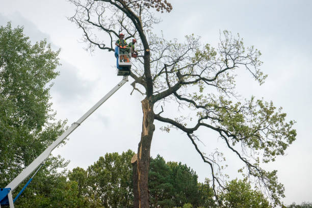 How Our Tree Care Process Works  in  Welcome, SC